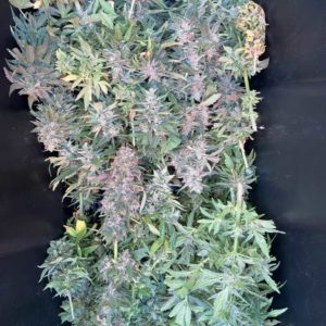 Sour G - 1 gram