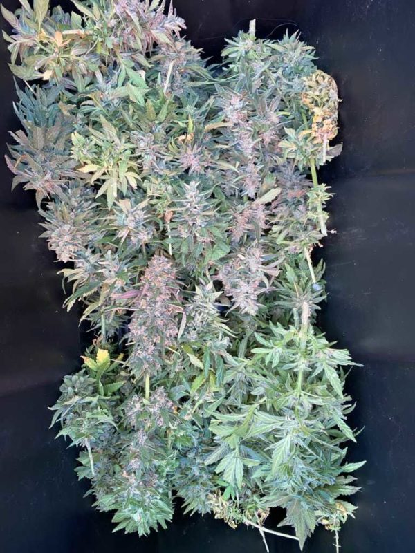 Sour G - 1/4 Ounce